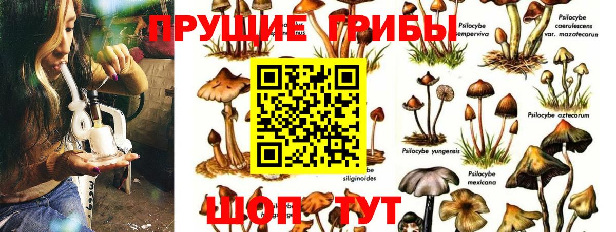 Саратов  Псилоцибиновые грибы Cubensis  Вход с VPN 